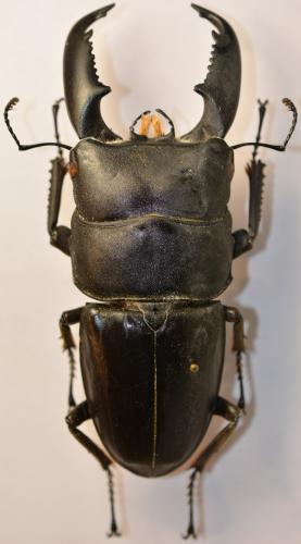 Réf. 249 265 : Serrognathus titanus titanus